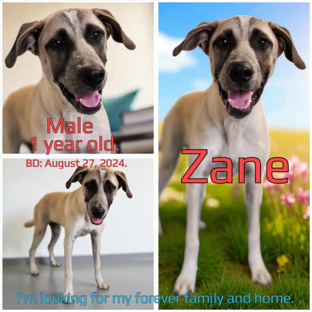 Enlarge Zane, a Adoptable Mixed Breed in Boaz, AL image 2/2