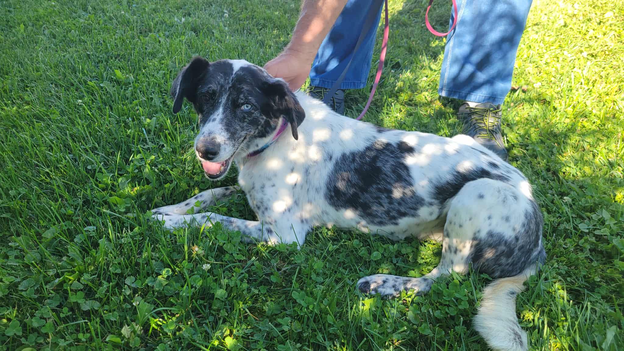 Mollie, Adoptable, Senior Female Australian Shepherd & Retriever.