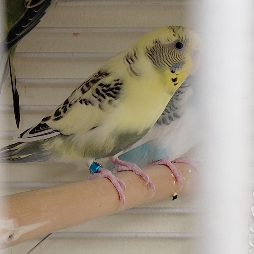 11, Adoptable, Young Male Parakeet (Other).