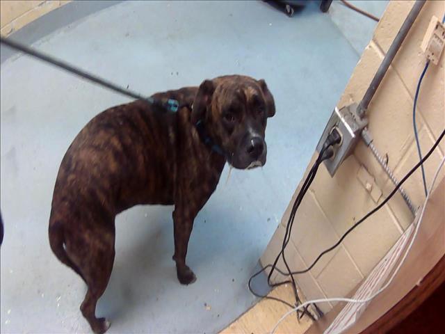 JACK, Adoptable, Adult Male Mastiff & Mixed Breed.