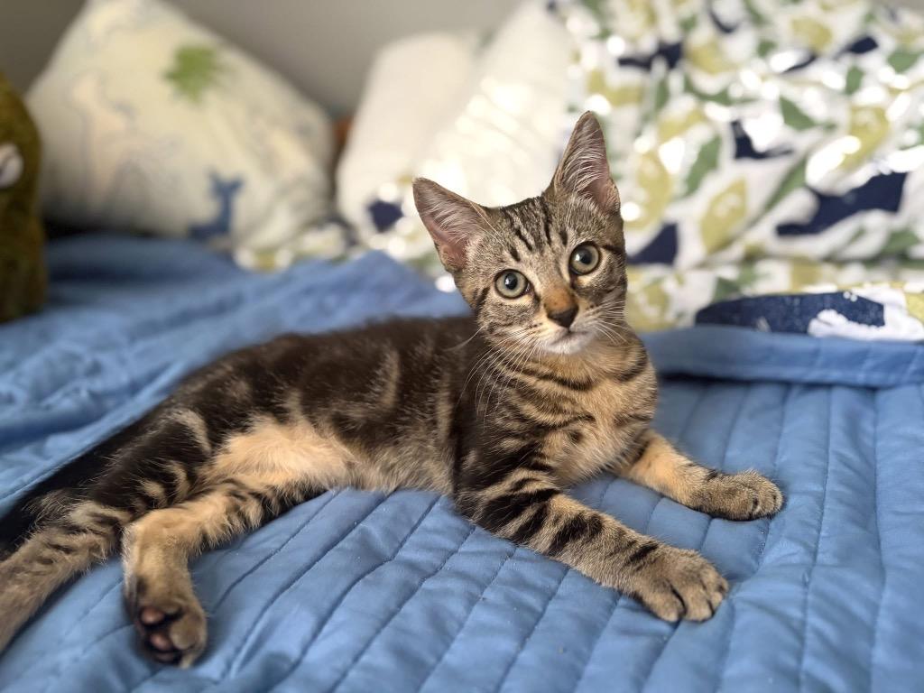 Maki, a Adoptable mixed breed in Orlando, FL image 1/2