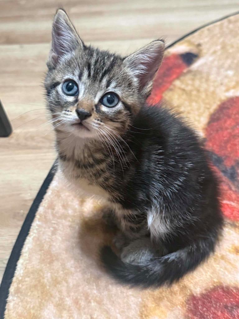 Maki, Adoptable, Kitten Male Domestic Short Hair.