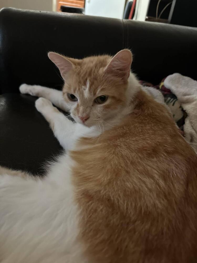 Tom Tom Cream Puff, a Adoptable mixed breed in tucson, AZ image 1/6