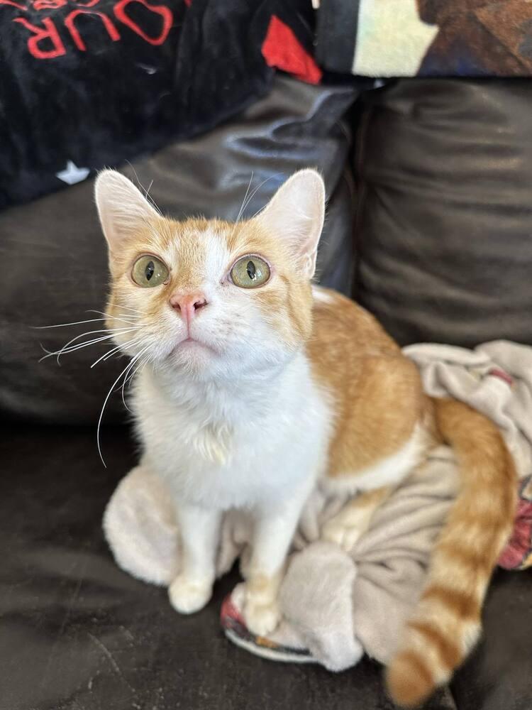 Tom Tom Cream Puff, a Adoptable mixed breed in tucson, AZ image 2/6