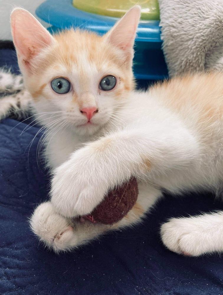 Tom Tom Cream Puff, a Adoptable mixed breed in tucson, AZ image 3/6