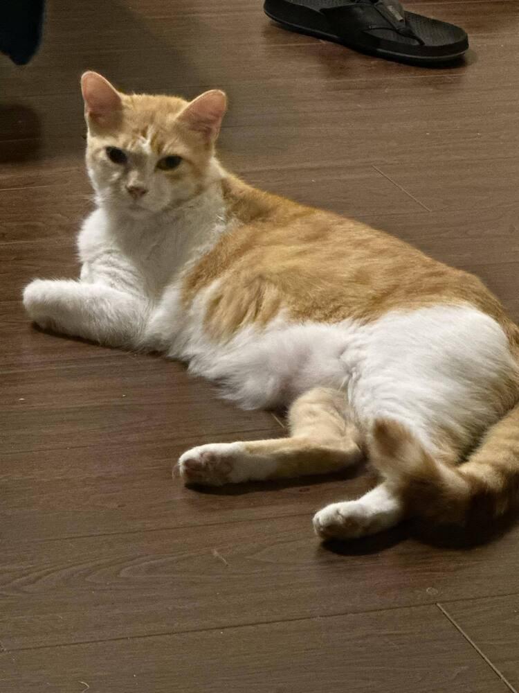 Tom Tom Cream Puff, a Adoptable mixed breed in tucson, AZ image 5/6