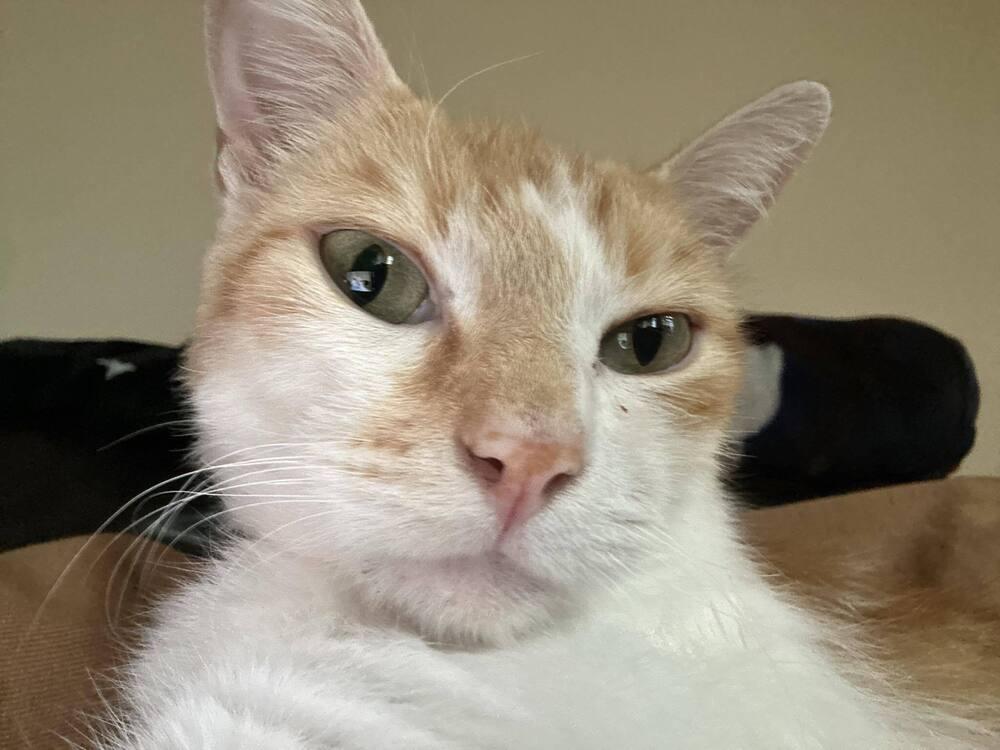 Tom Tom Cream Puff, a Adoptable mixed breed in tucson, AZ image 6/6