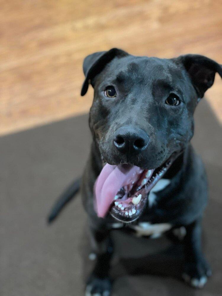 Rhyno, Adoptable, Young Male Labrador Retriever.