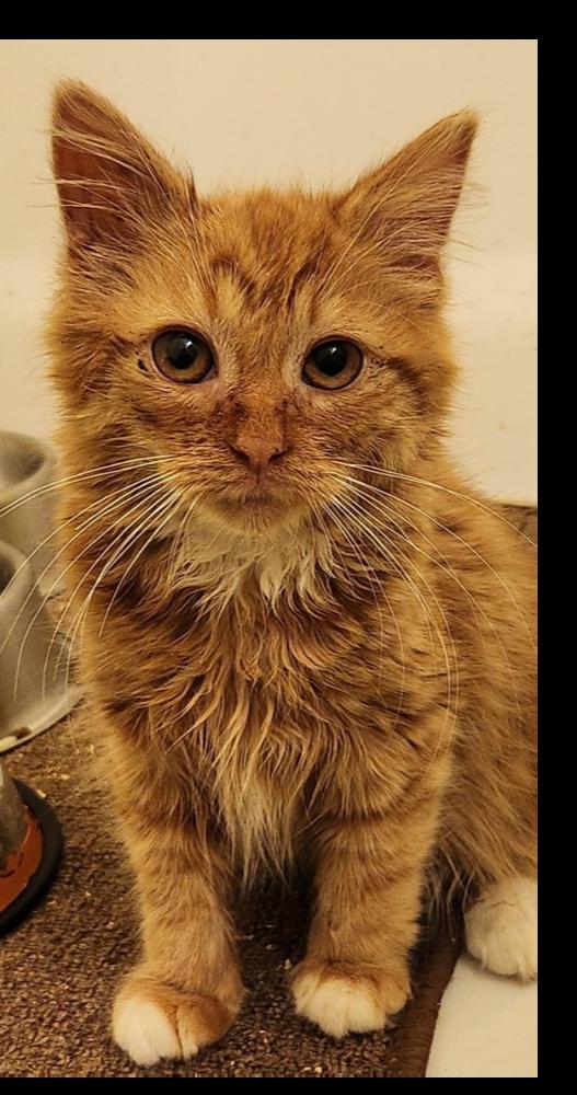 Louise, Adoptable, Kitten Female Maine Coon & Domestic Long Hair.