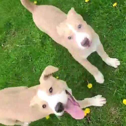 Enlarge JUNIE, a Adoptable mixed breed in Burton, MI image 4/5