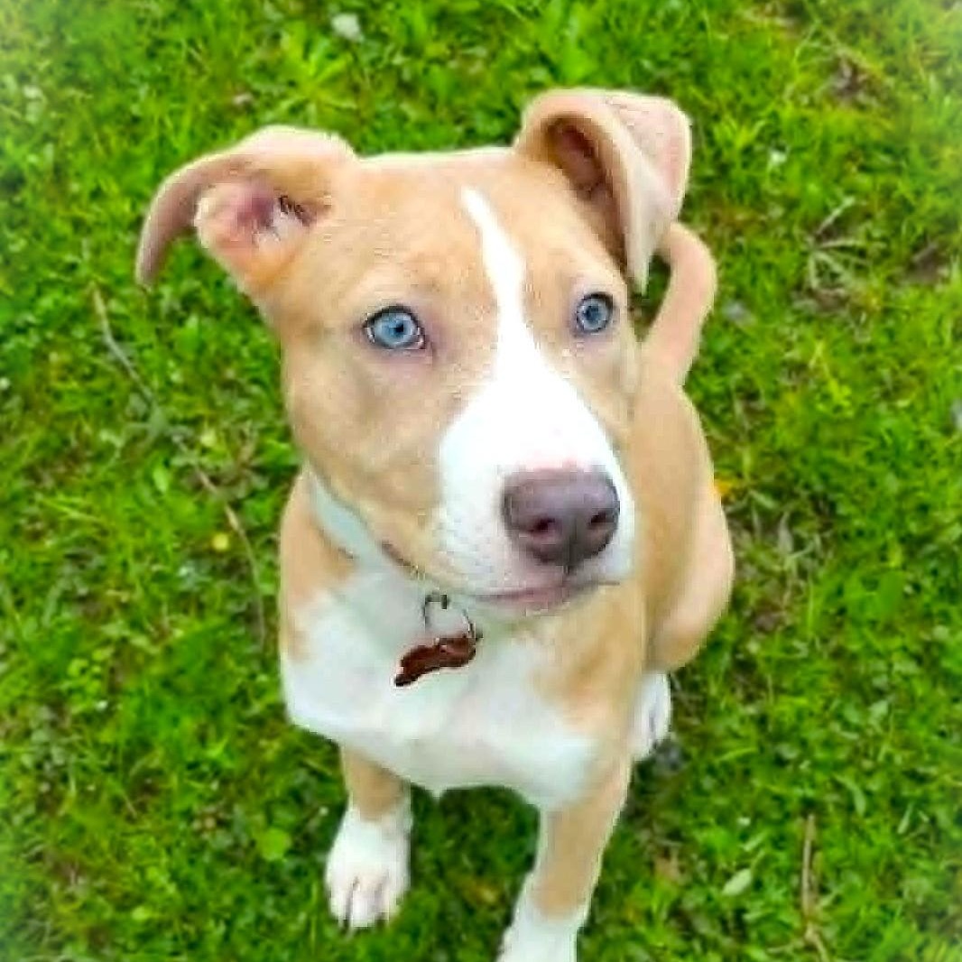 Enlarge JUNIE, a Adoptable mixed breed in Burton, MI image 2/6
