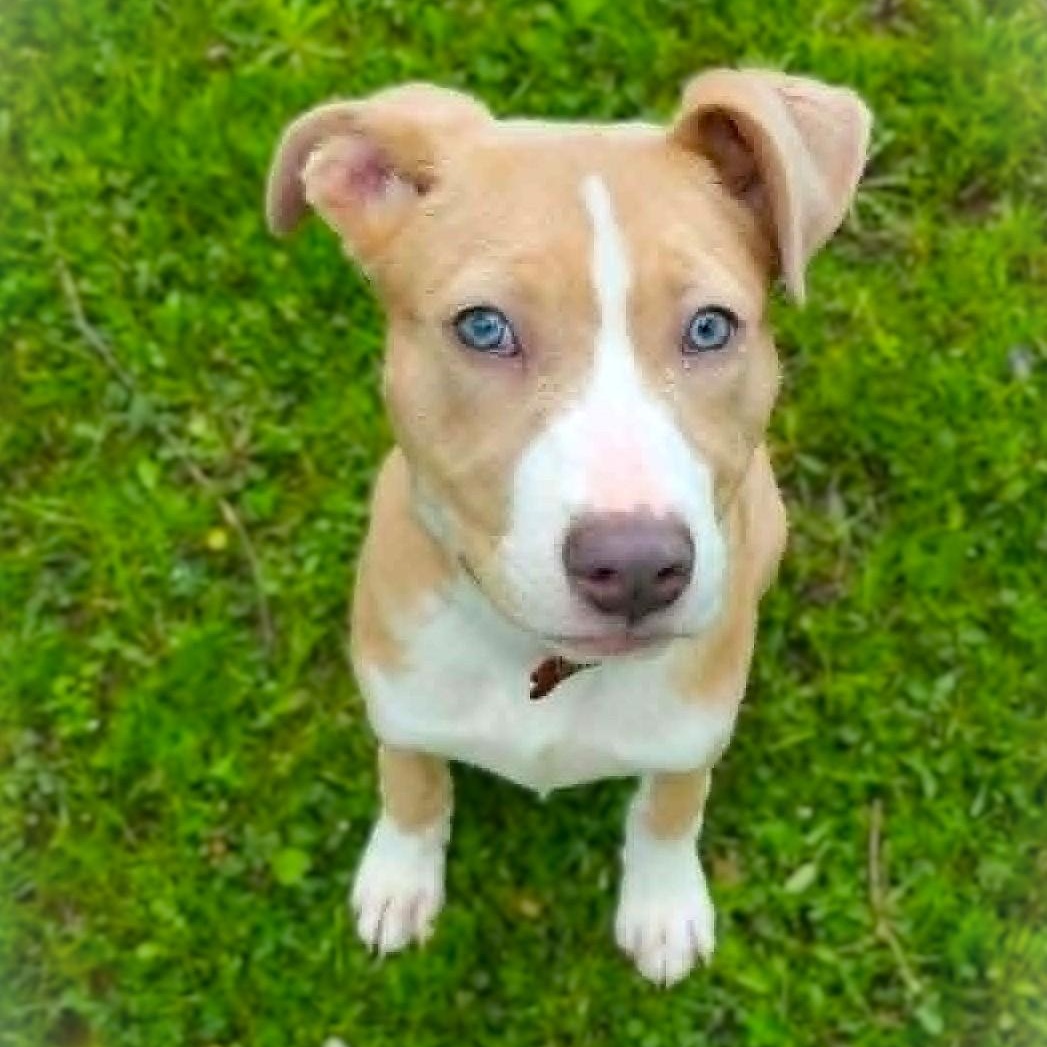 Enlarge JUNIE, a Adoptable mixed breed in Burton, MI image 3/6