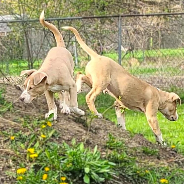 Enlarge JUNIE, a Adoptable mixed breed in Burton, MI image 3/5