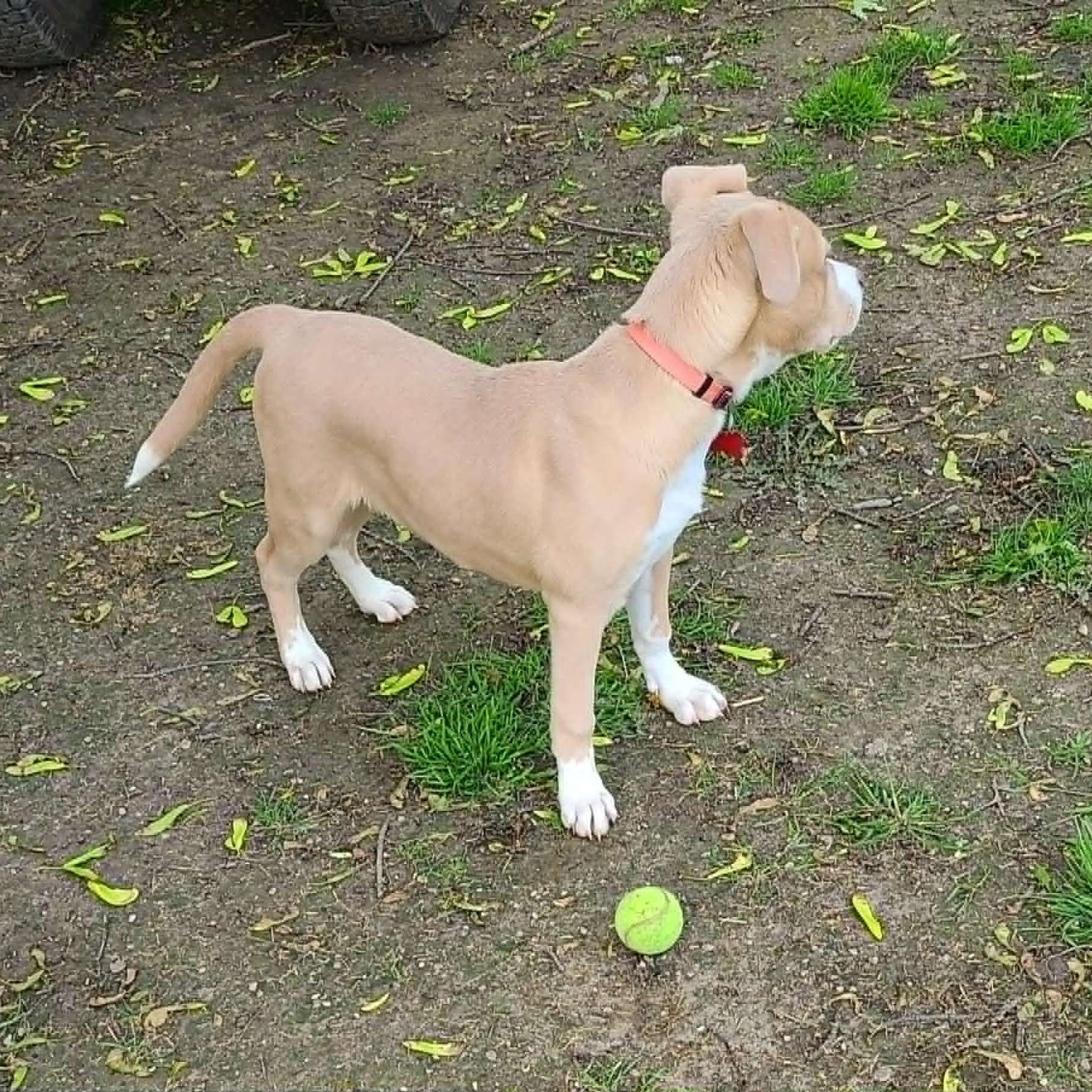 Enlarge JUNIE, a Adoptable mixed breed in Burton, MI image 4/6