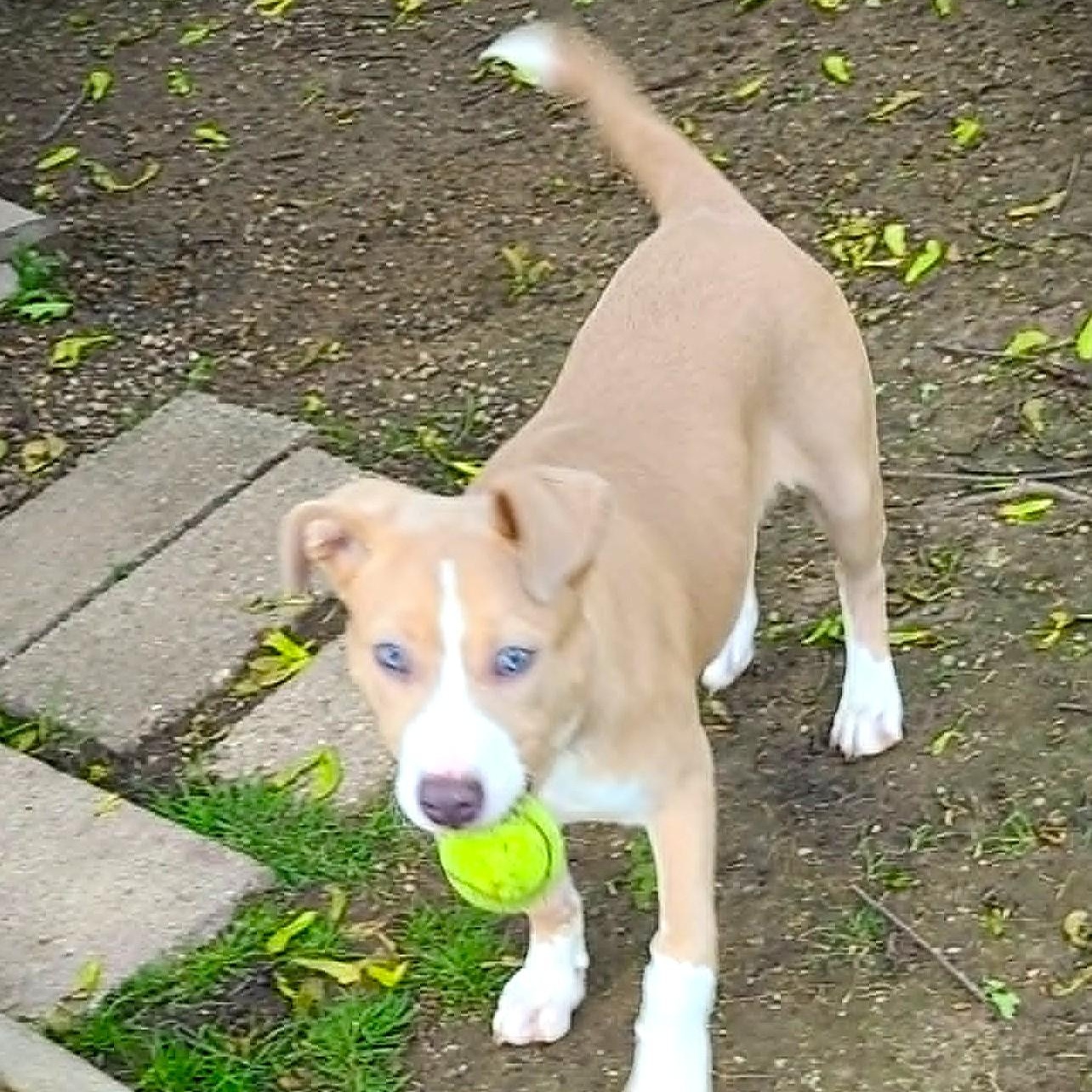 Enlarge JUNIE, a Adoptable mixed breed in Burton, MI image 6/6