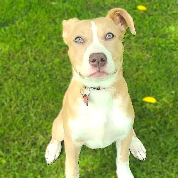 JUNIE, Adoptable, Puppy Female Beagle & Labrador Retriever.