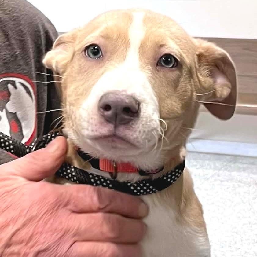 Enlarge JUNIE, a Adoptable mixed breed in Burton, MI image 2/5