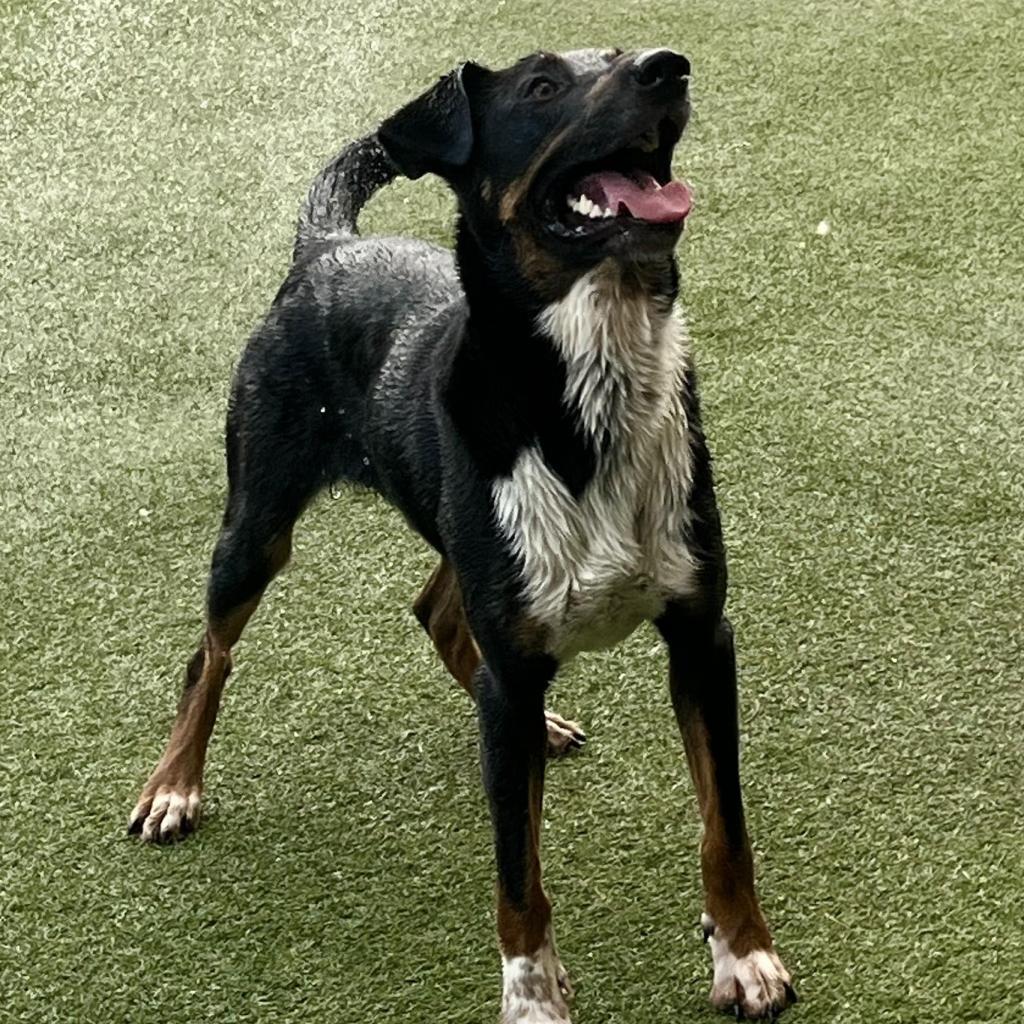 Sharky HS/LDD, Adoptable, Adult Male Cattle Dog.