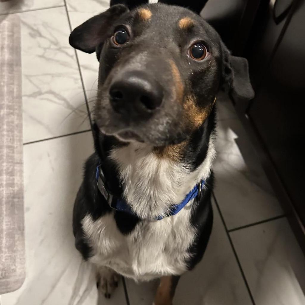 Enlarge Sharky HS/LDD, a Adoptable mixed breed in Austin, TX image 2/6