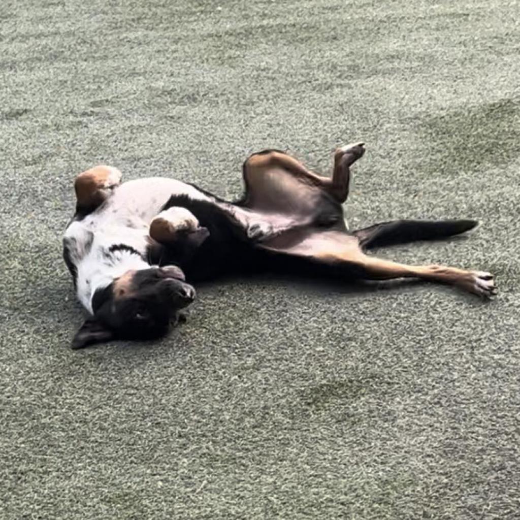 Enlarge Sharky HS/LDD, a Adoptable mixed breed in Austin, TX image 3/6