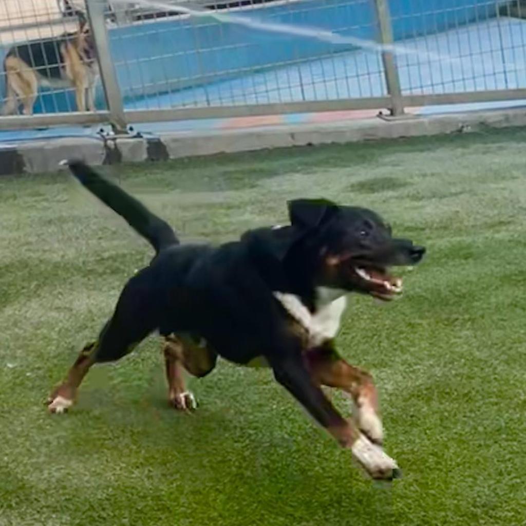 Enlarge Sharky HS/LDD, a Adoptable mixed breed in Austin, TX image 4/6