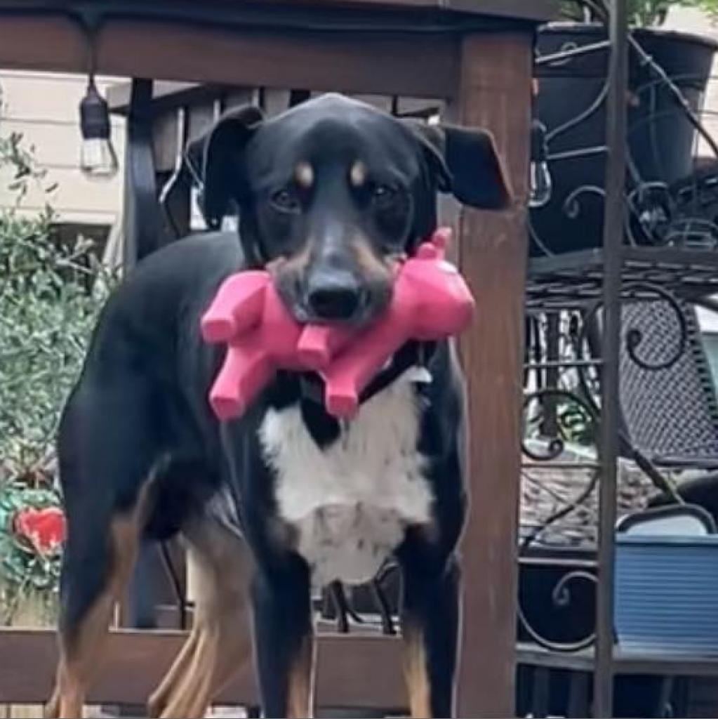 Enlarge Sharky HS/LDD, a Adoptable mixed breed in Austin, TX image 5/6