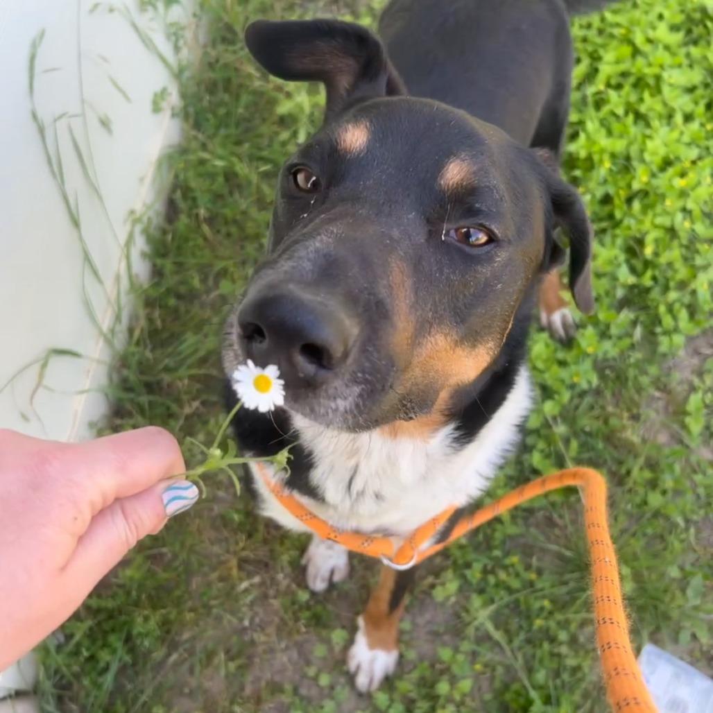 Enlarge Sharky HS/LDD, a Adoptable mixed breed in Austin, TX image 6/6