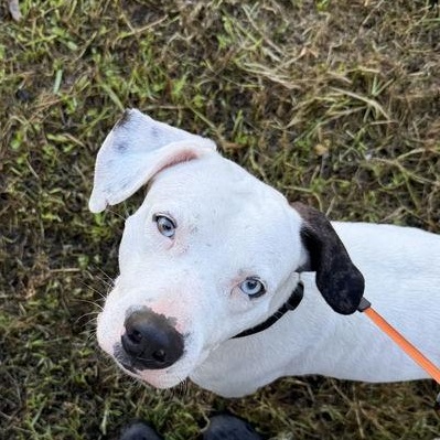 Odey, a ADOPTABLE mixed breed in London, ON image 2/4