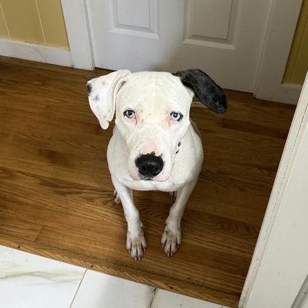 Odey, a ADOPTABLE mixed breed in London, ON image 1/4