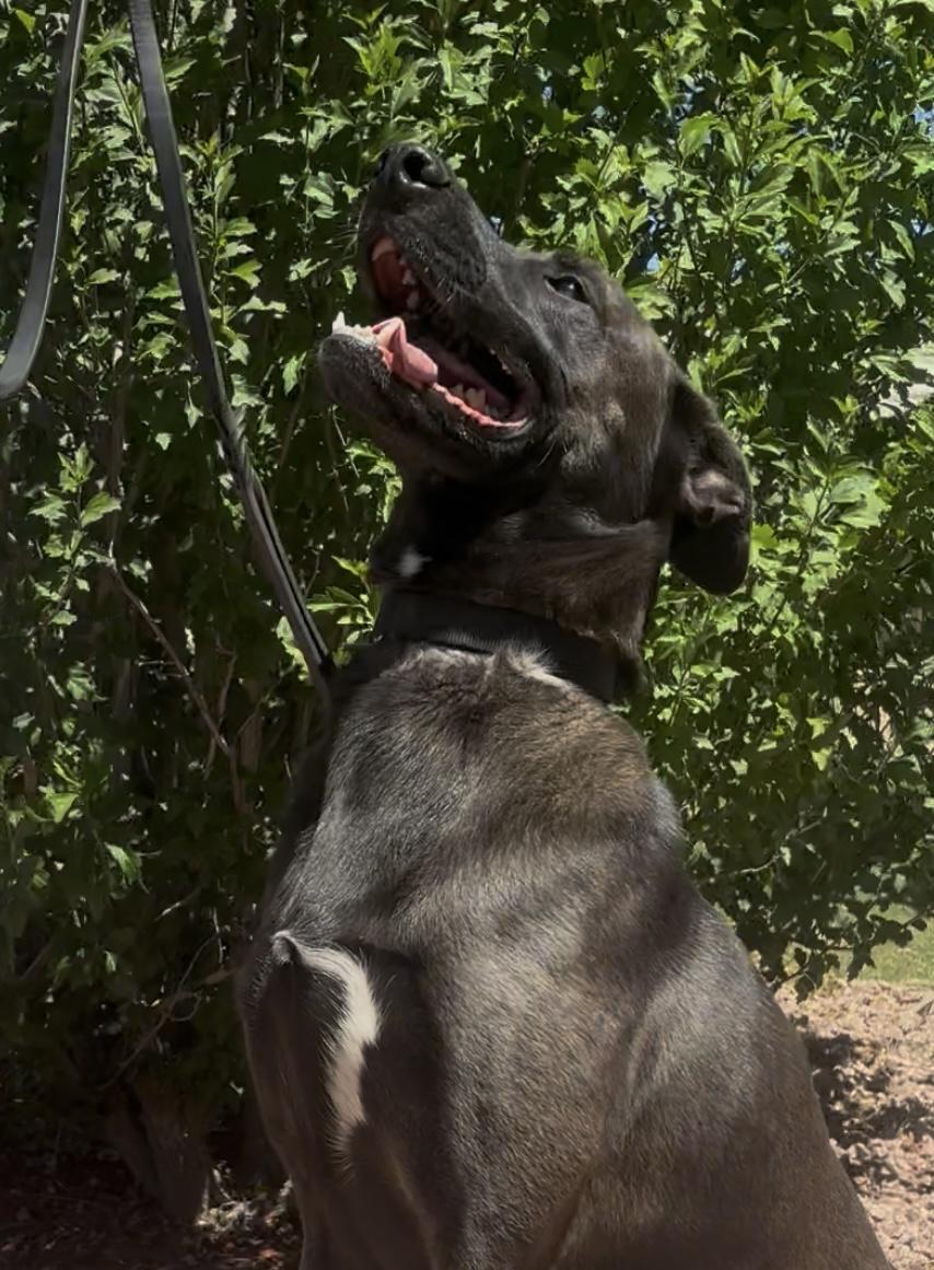 Xeno, a ADOPTABLE mixed breed in Payson, AZ image 3/4