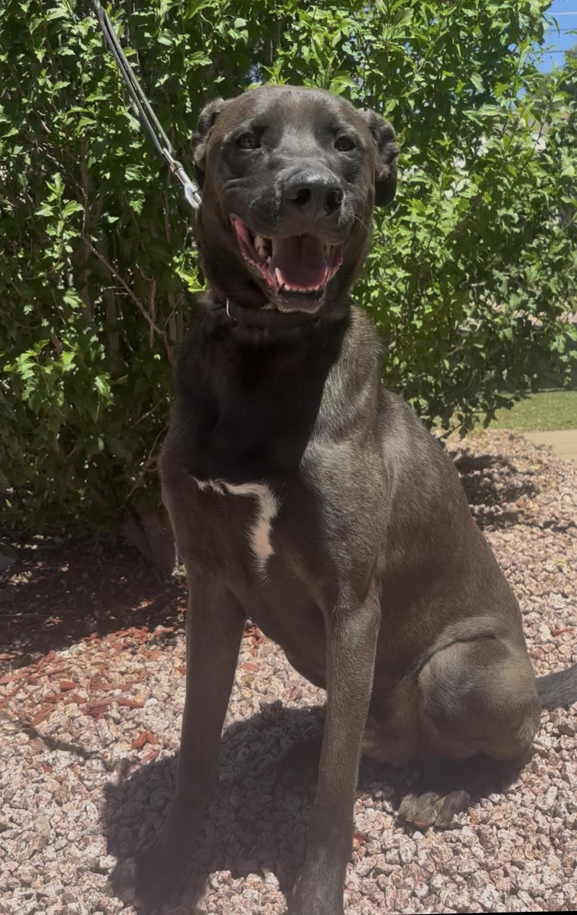 Xeno, a ADOPTABLE mixed breed in Payson, AZ image 1/4