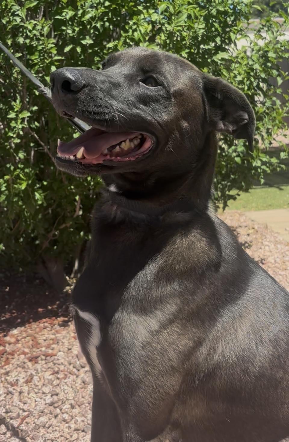Xeno, a ADOPTABLE mixed breed in Payson, AZ image 4/4