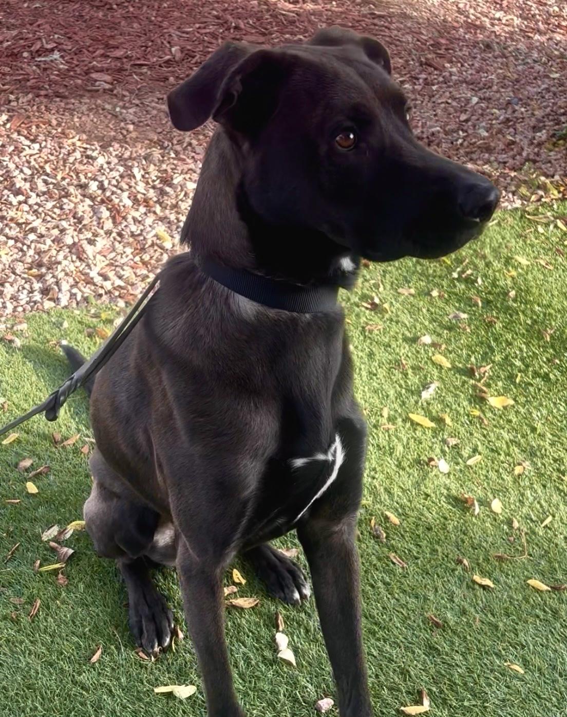 Xeno, a ADOPTABLE mixed breed in Payson, AZ image 2/4