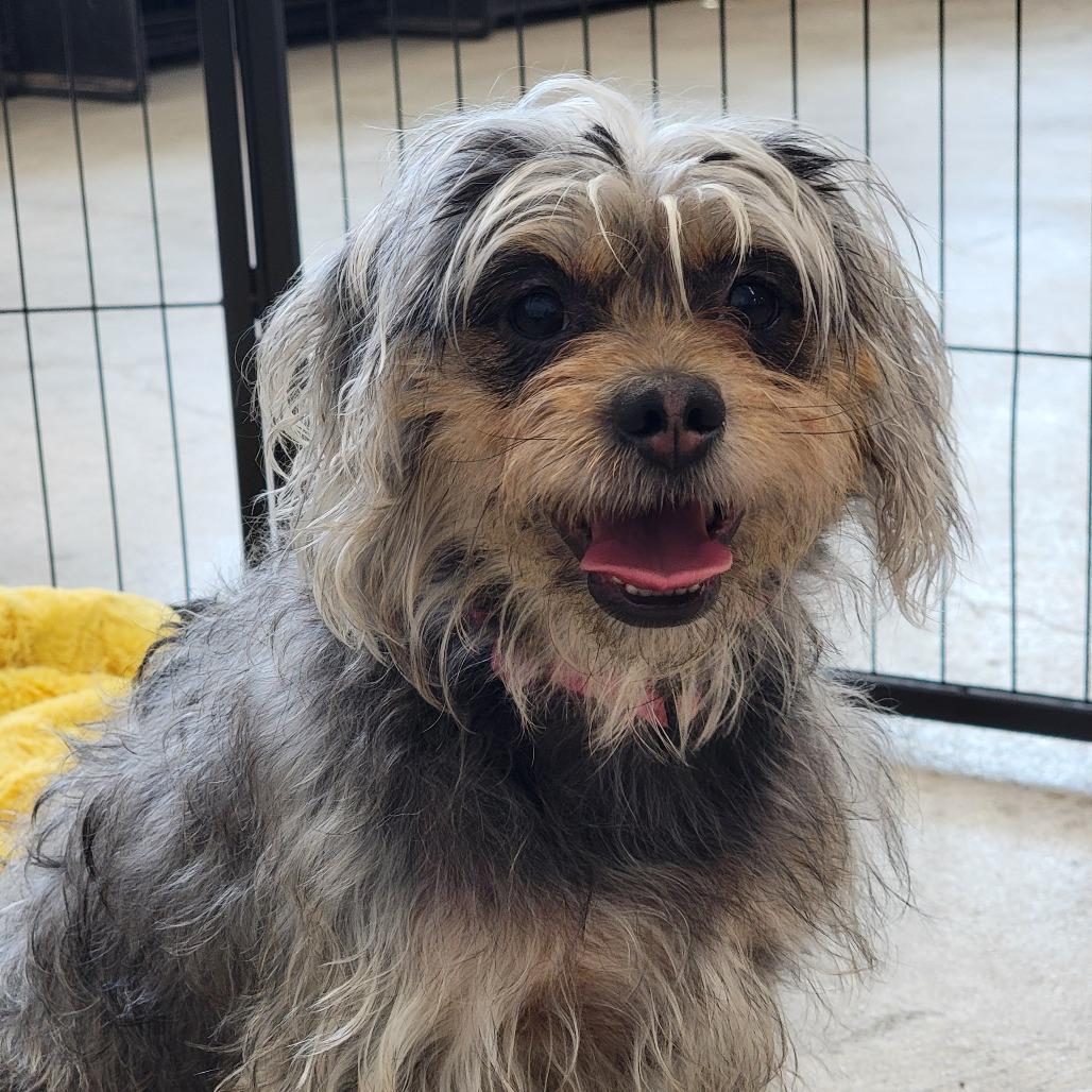 Toots, Adoptable, Adult Female Yorkshire Terrier & Miniature Poodle.