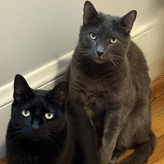 Goblin andGremlin, a ADOPTABLE mixed breed in Marblehead, MA image 1/4
