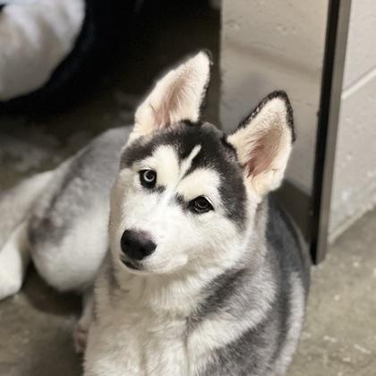Adopt Nashoba