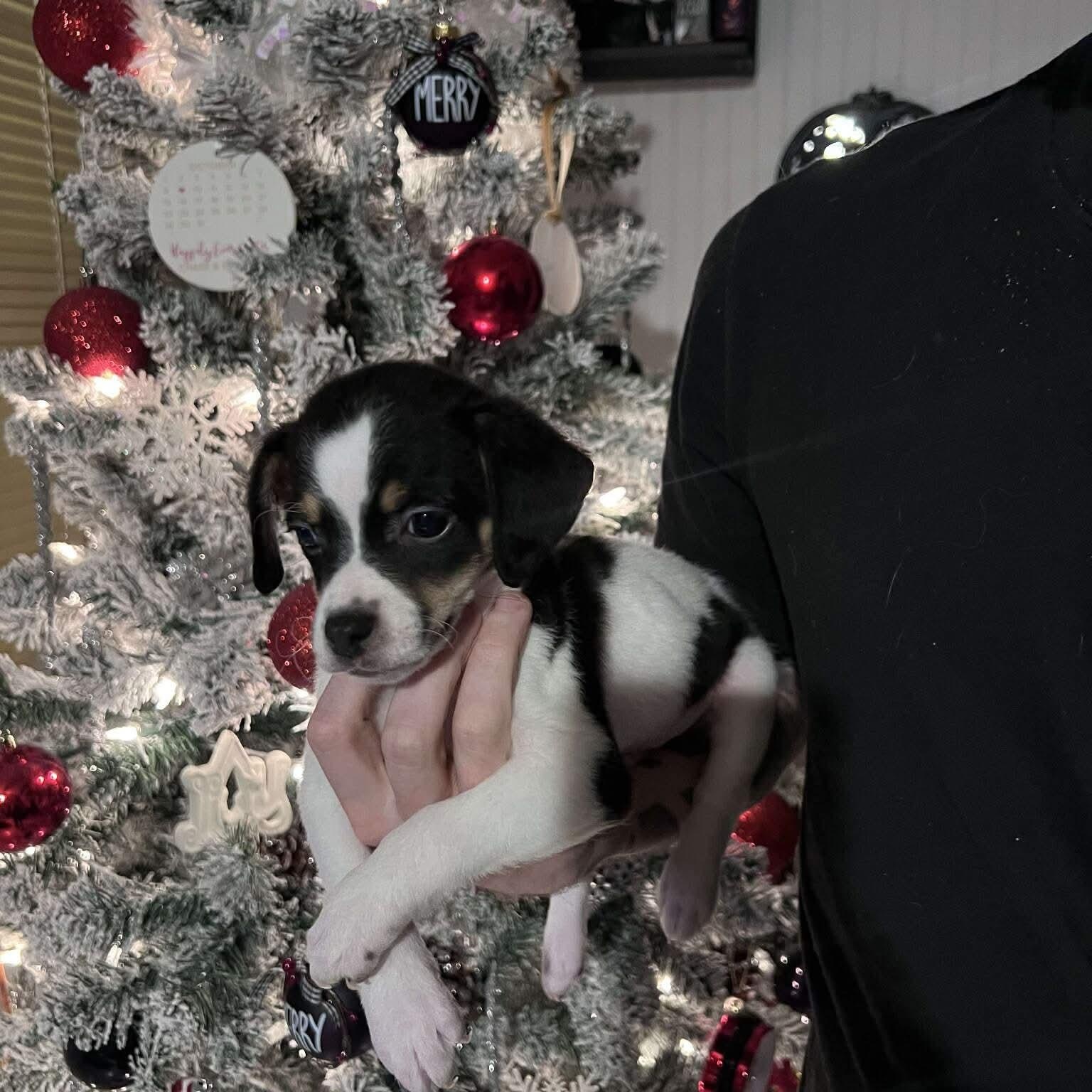 Enlarge Walter (Bryana-fostered in TN), a Adoptable mixed breed in Brooklyn, CT image 2/5