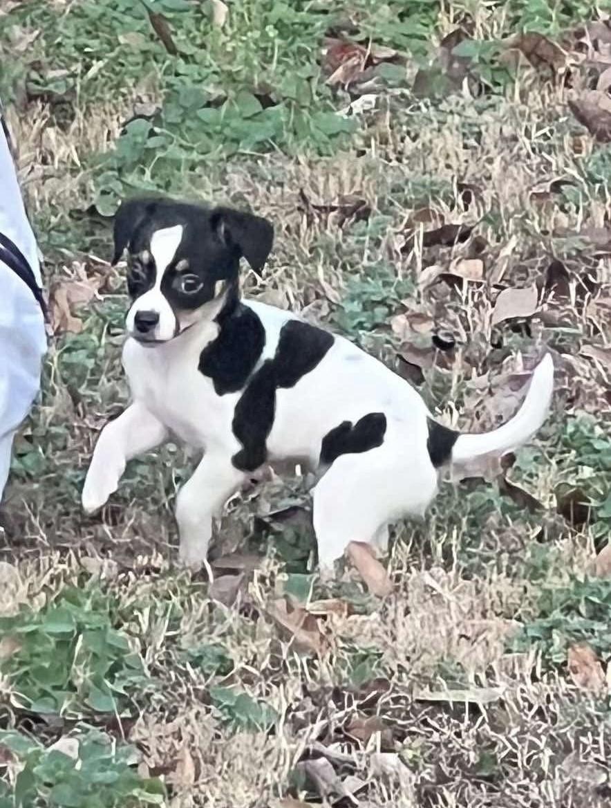 Enlarge Walter (Bryana-fostered in TN), a Adoptable mixed breed in Brooklyn, CT image 1/5