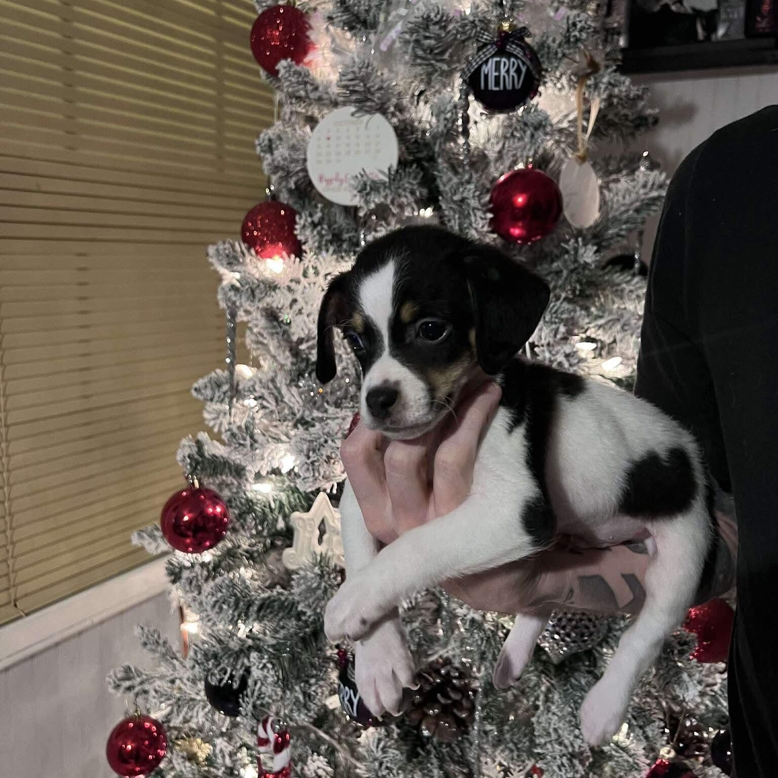 Enlarge Walter (Bryana-fostered in TN), a Adoptable mixed breed in Brooklyn, CT image 5/5