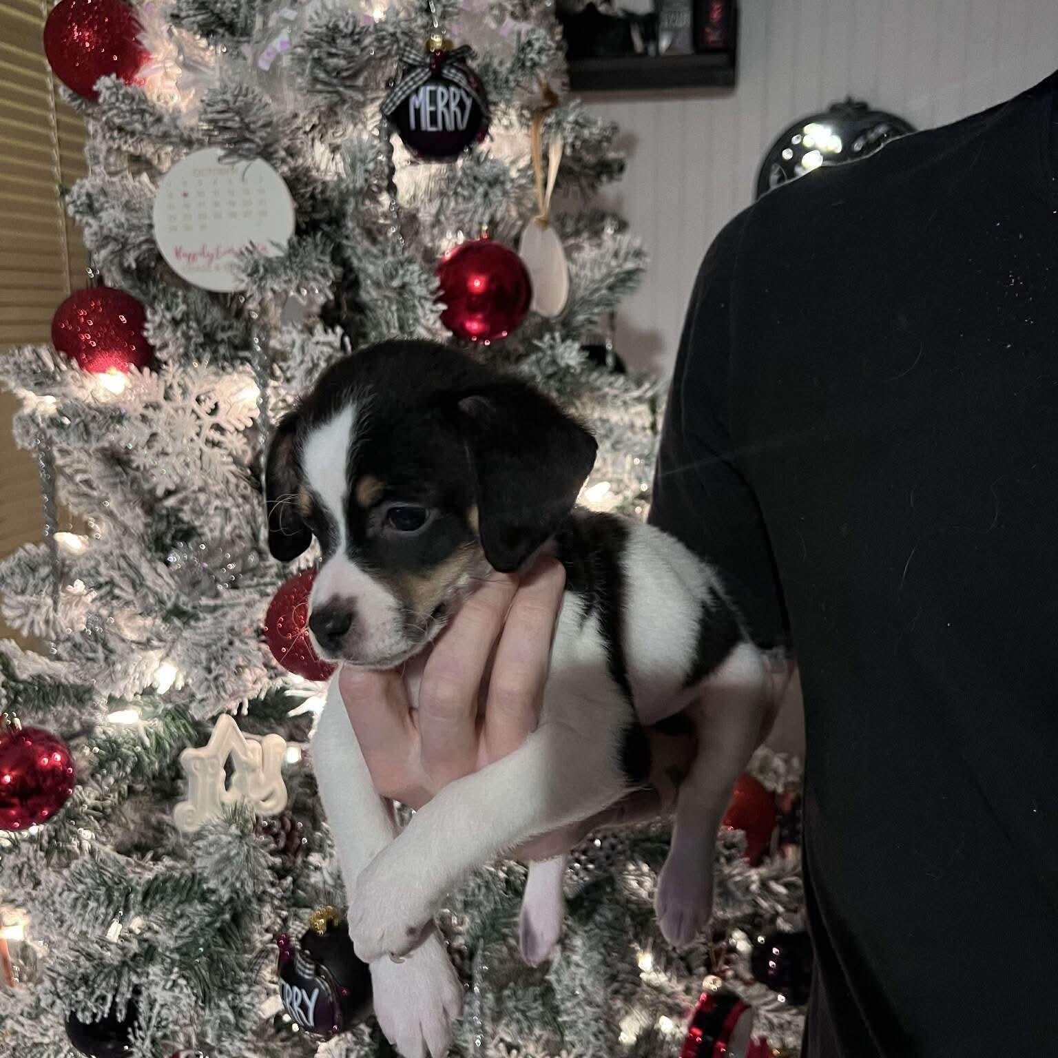 Enlarge Walter (Bryana-fostered in TN), a Adoptable mixed breed in Brooklyn, CT image 4/5