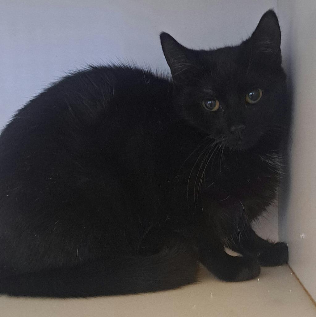 Alex, Adoptable, Young Female Domestic Short Hair.