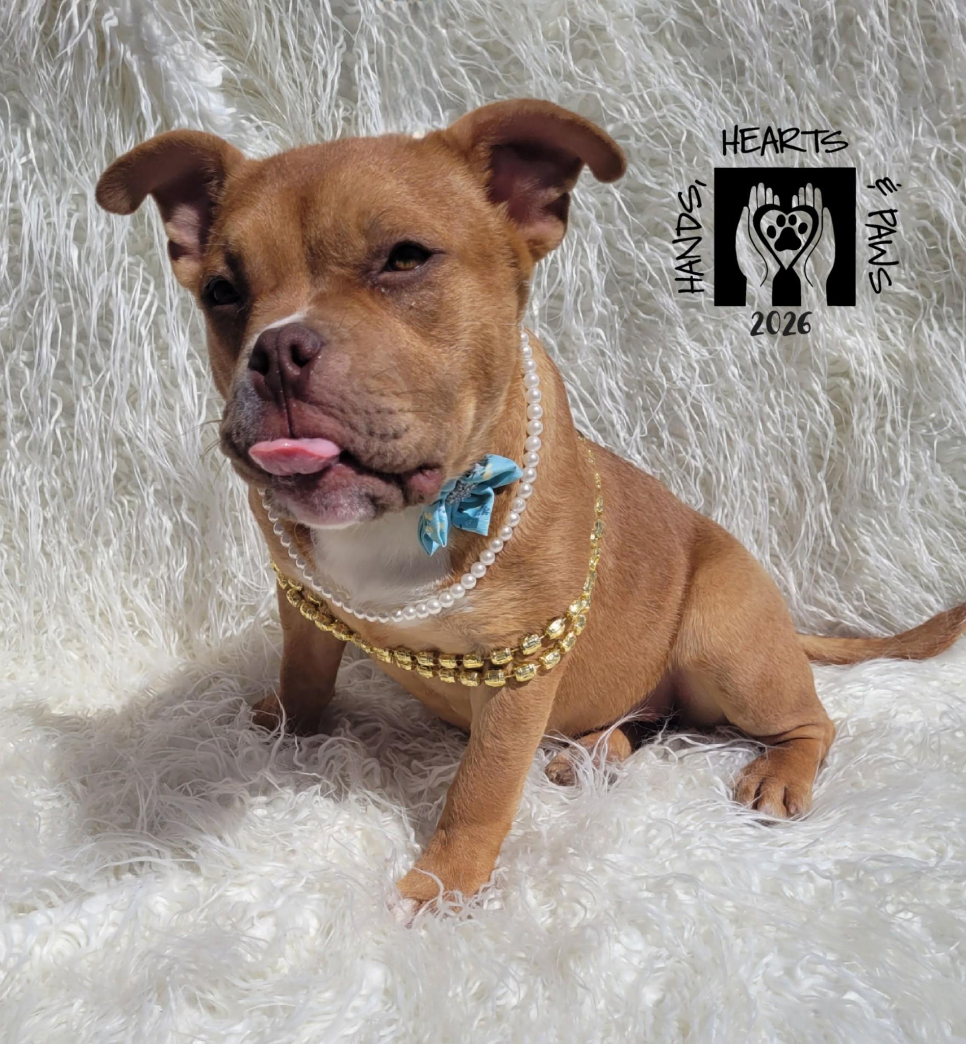 Peppa, Adoptable, Puppy Female French Bulldog & Pit Bull Terrier.