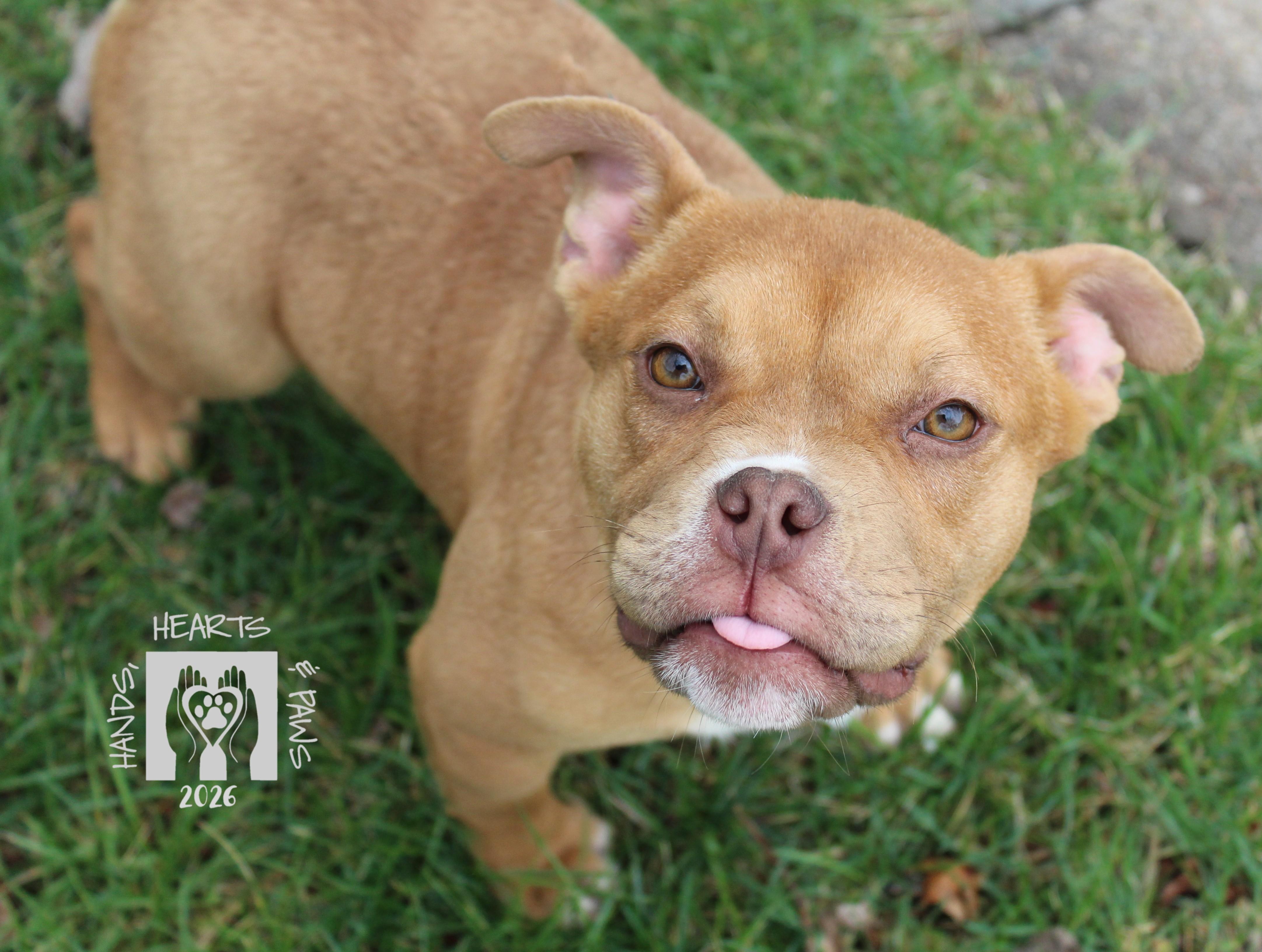 Enlarge Peppa, a Adoptable mixed breed in Omaha, NE image 2/5