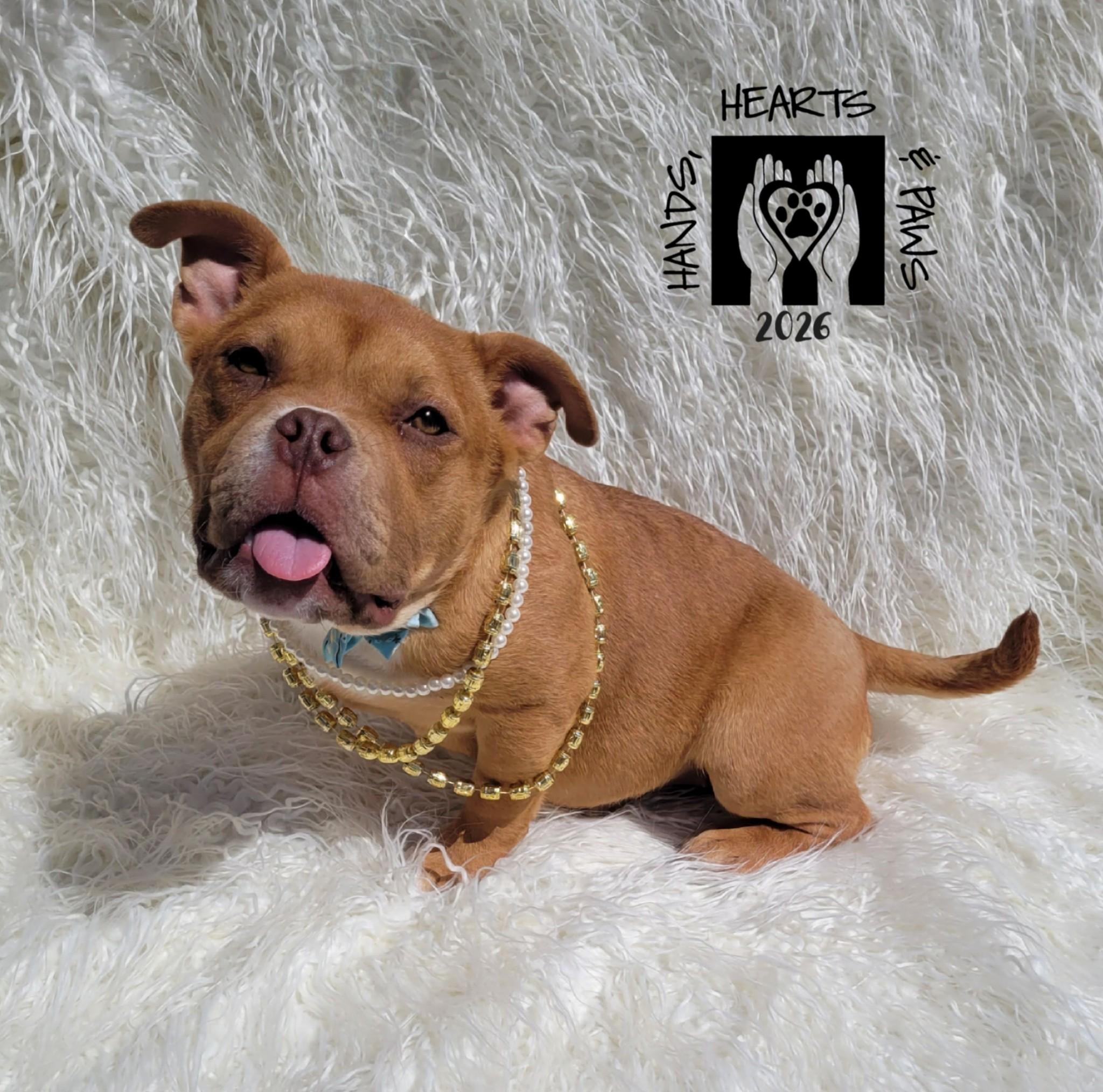Enlarge Peppa, a Adoptable mixed breed in Omaha, NE image 4/5