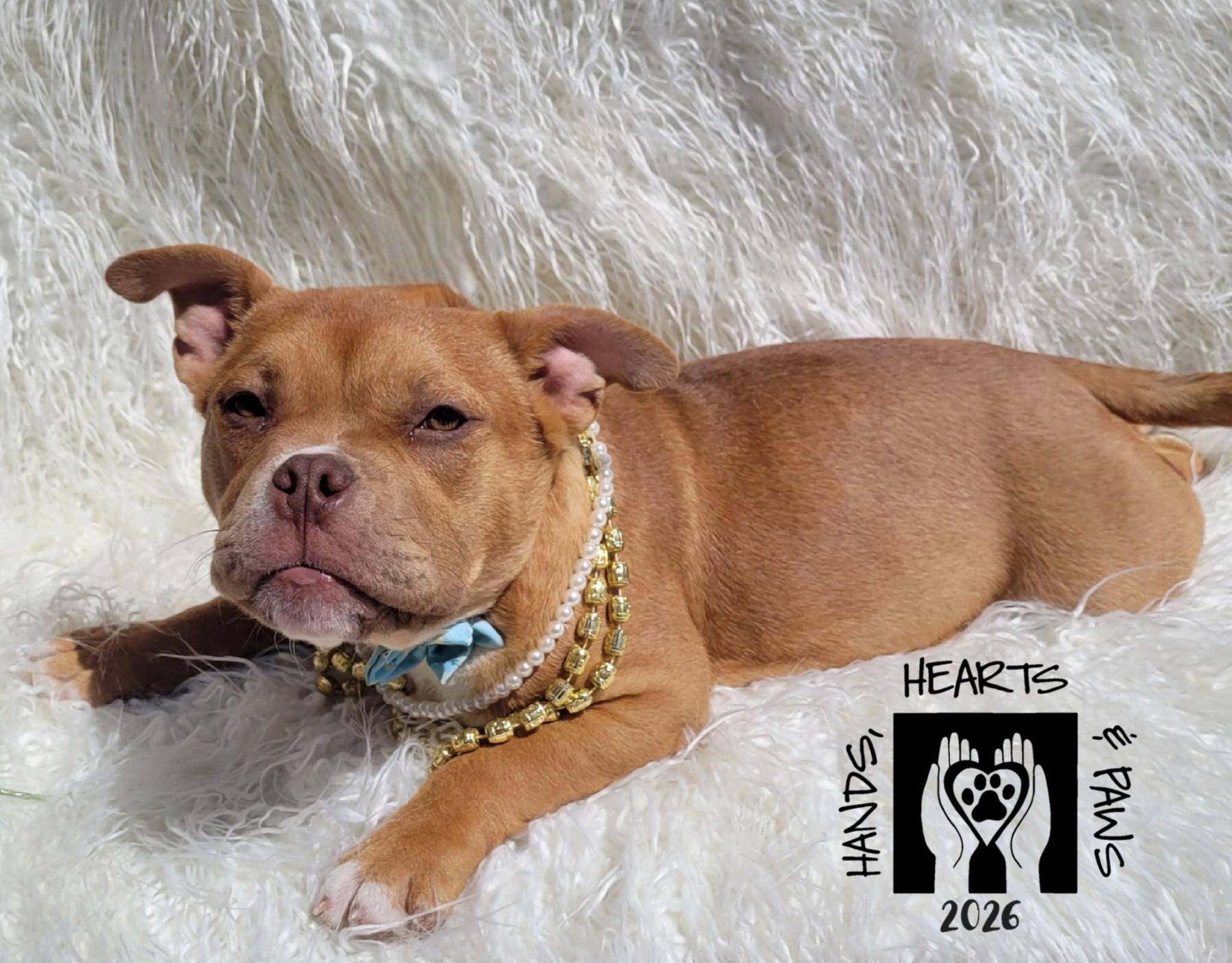 Enlarge Peppa, a Adoptable mixed breed in Omaha, NE image 5/5