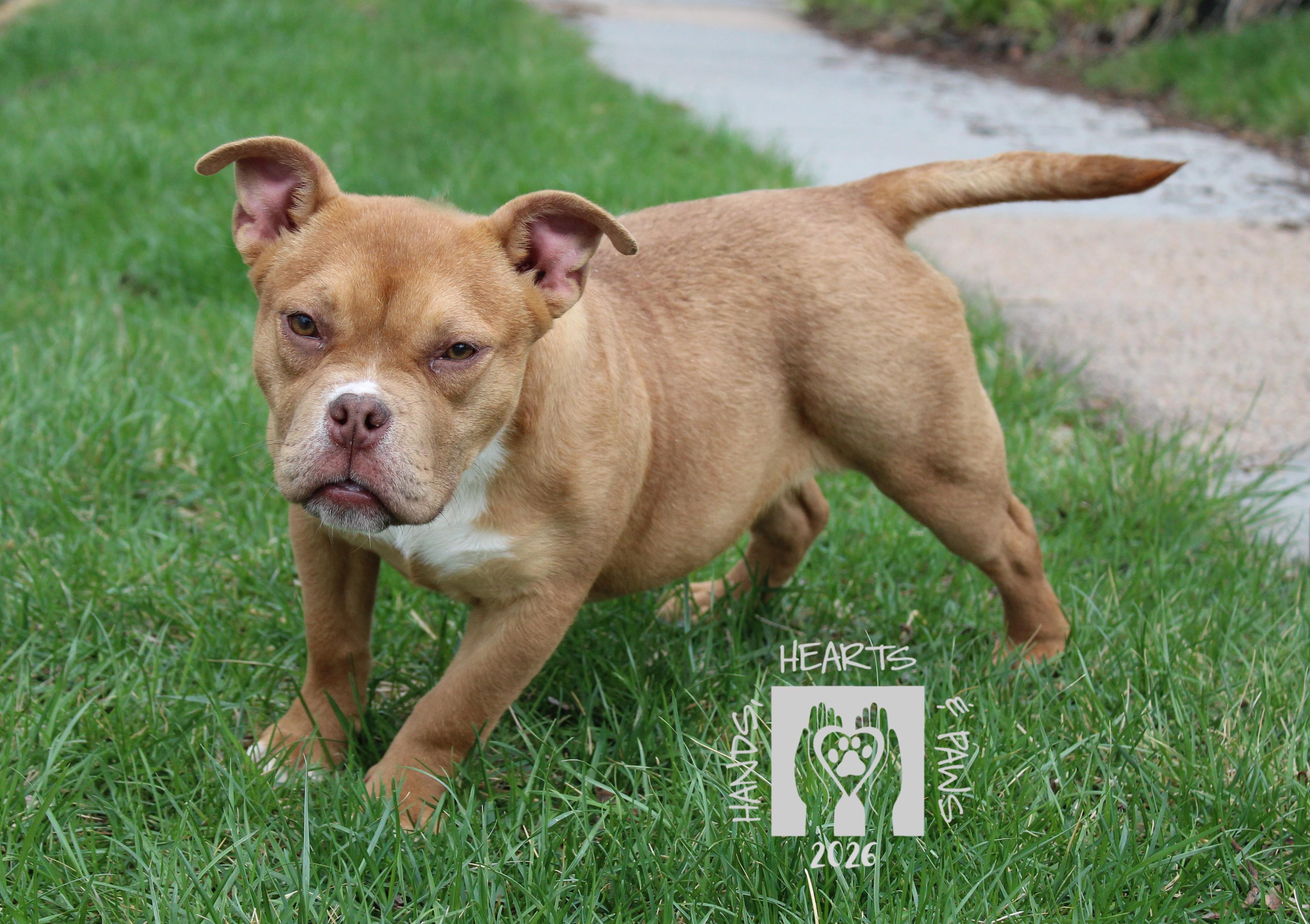 Enlarge Peppa, a Adoptable mixed breed in Omaha, NE image 3/5