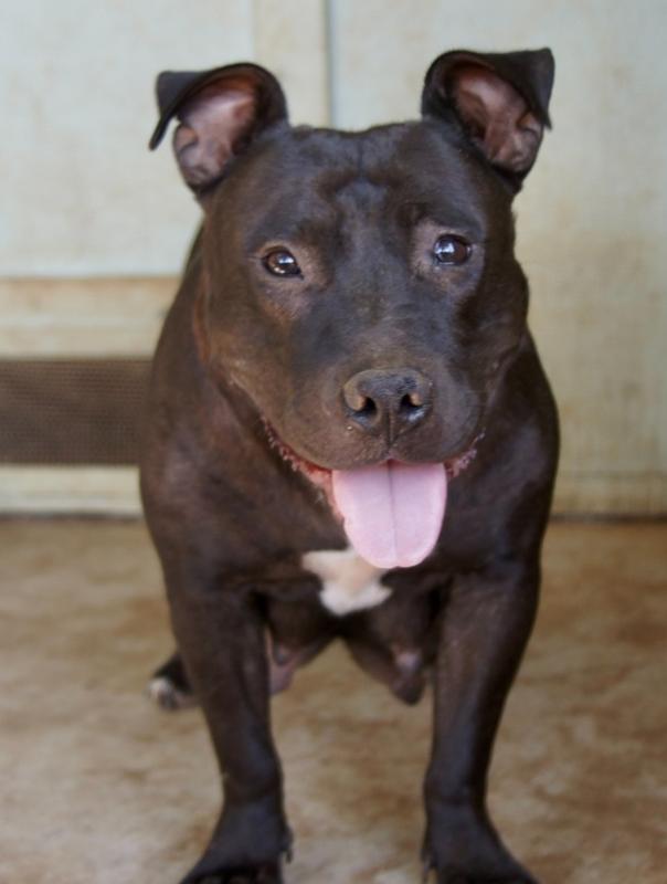 Kenya, Adoptable, Adult Female American Staffordshire Terrier.