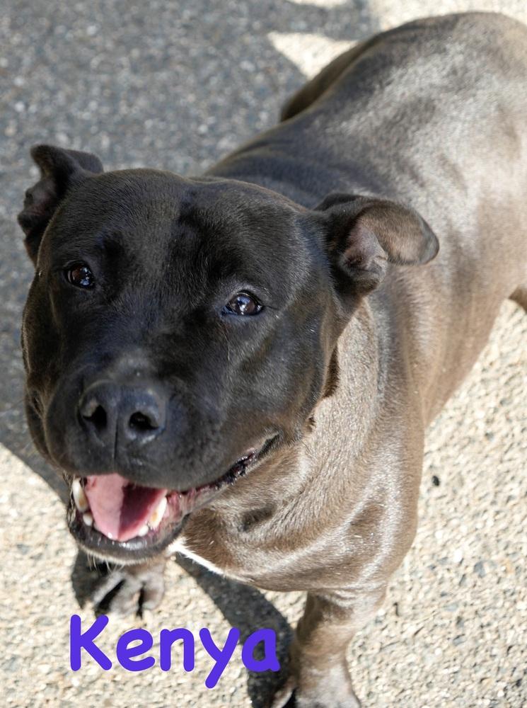 Kenya, a Adoptable mixed breed in Bonita, CA image 2/3