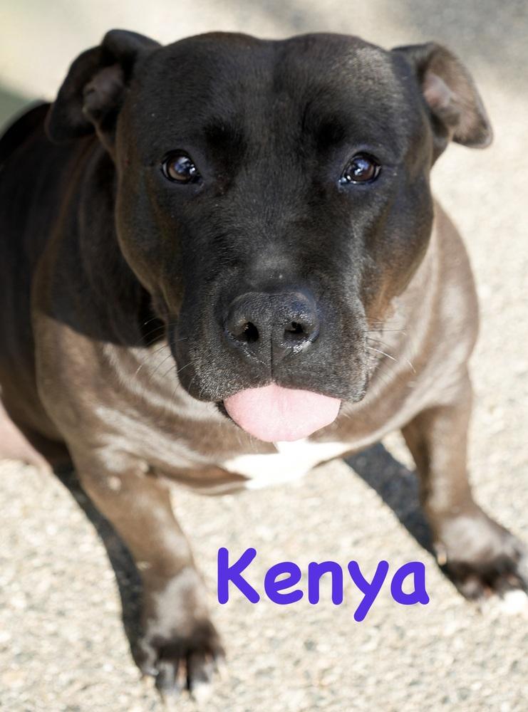 Kenya, a Adoptable mixed breed in Bonita, CA image 3/3