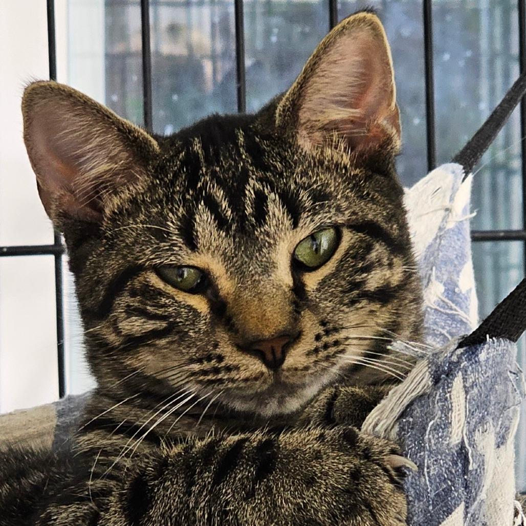 Frosting, Adoptable, Young Male Domestic Short Hair.